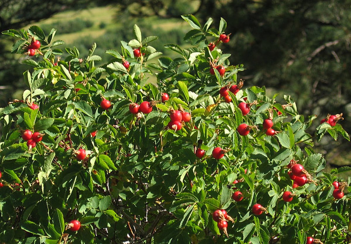 Woods' Rose hips